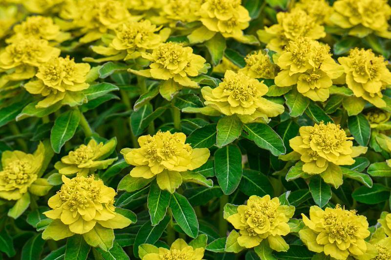 Cushion Spurge