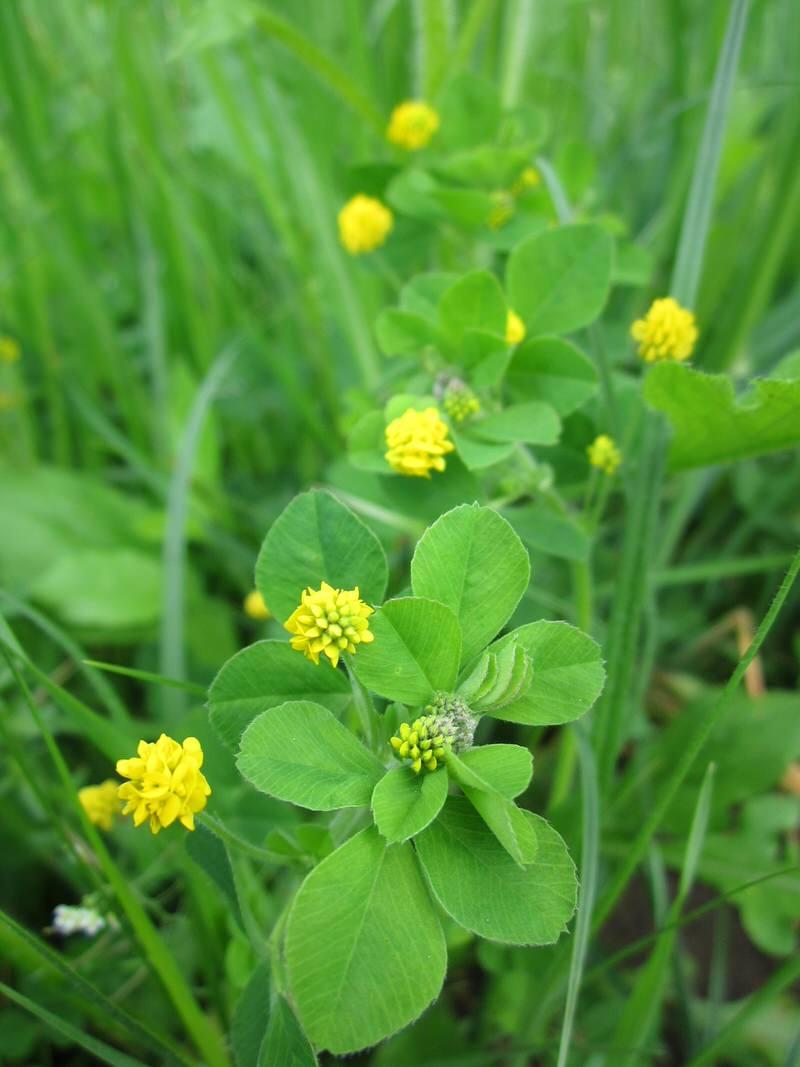 Black medick