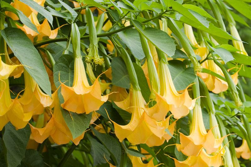 Angel's Trumpet