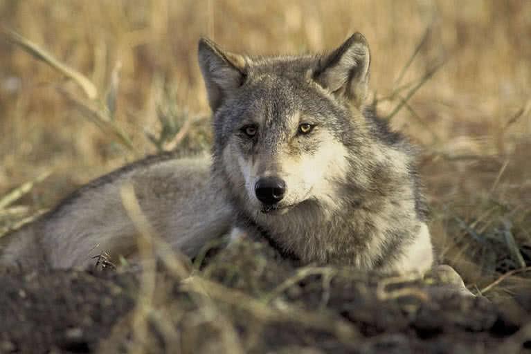 Gray Wolf