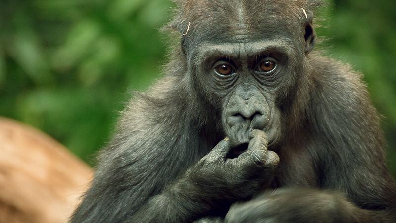 primates