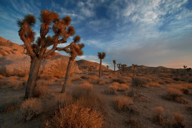 Mojave desert
