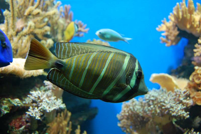 fish