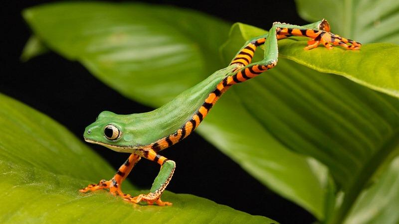 frogs