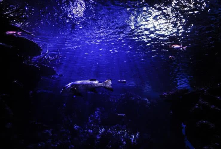 Deep Ocean