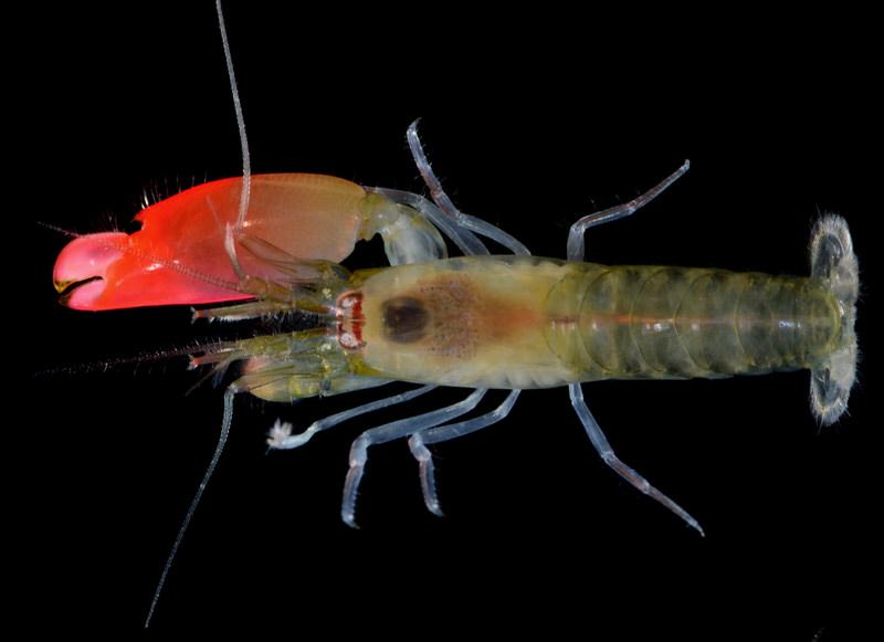 Pistol Shrimp