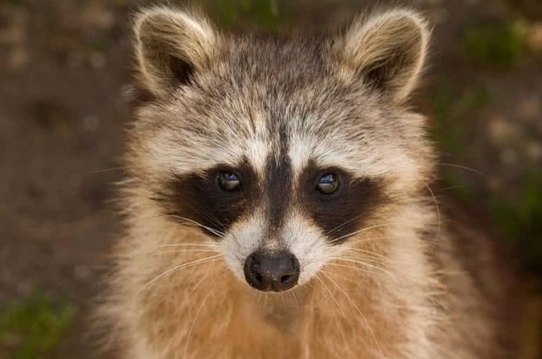 Racoon