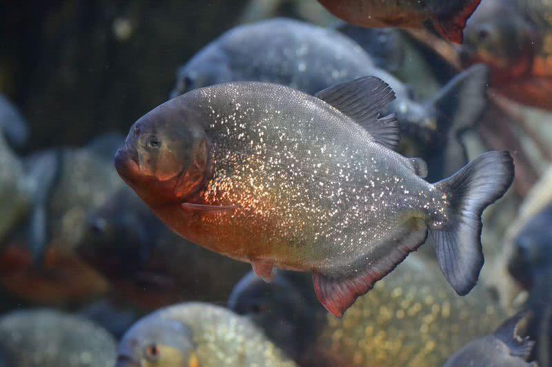 piranha