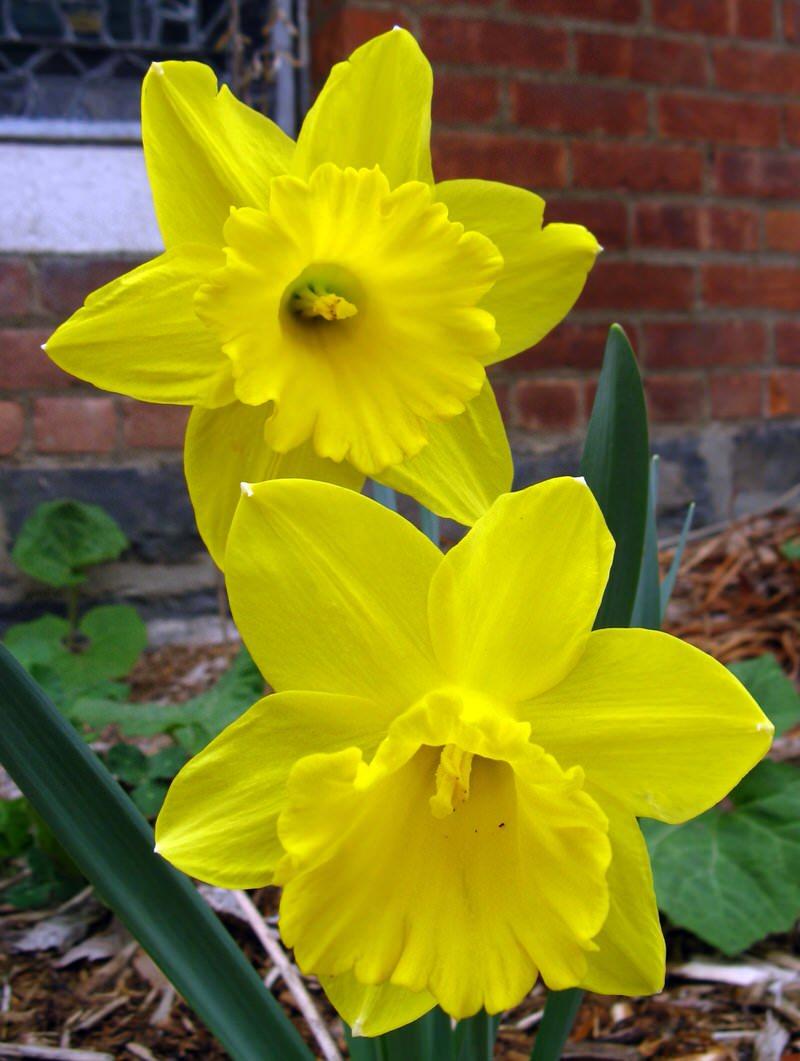Daffodils