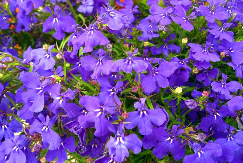 Lobelia 