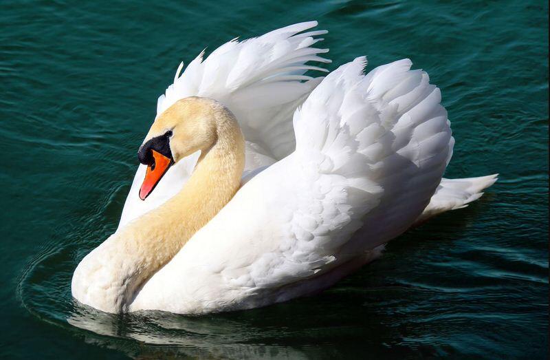 Swan