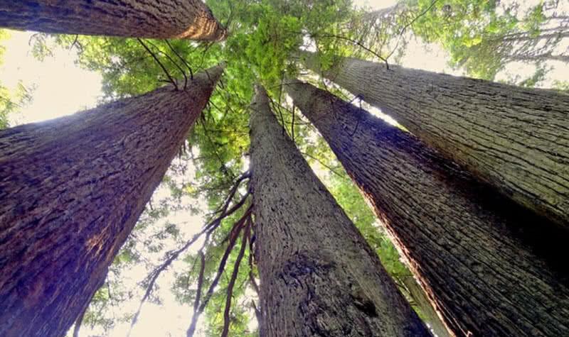 Redwood national park