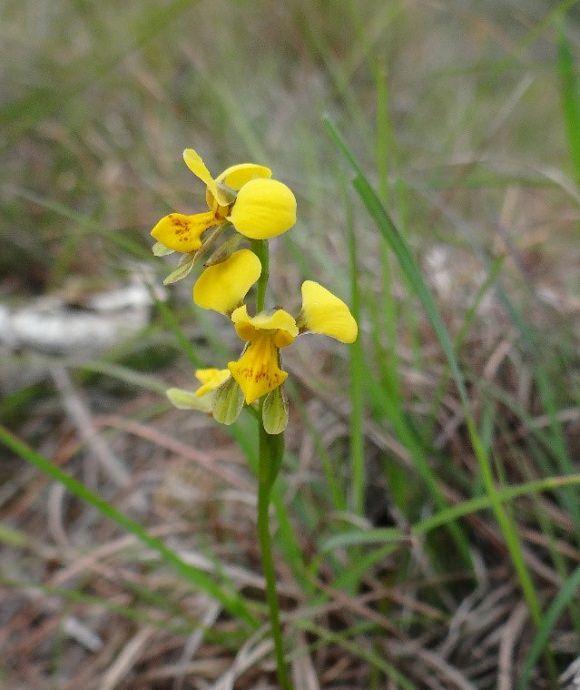 diuris byronensis