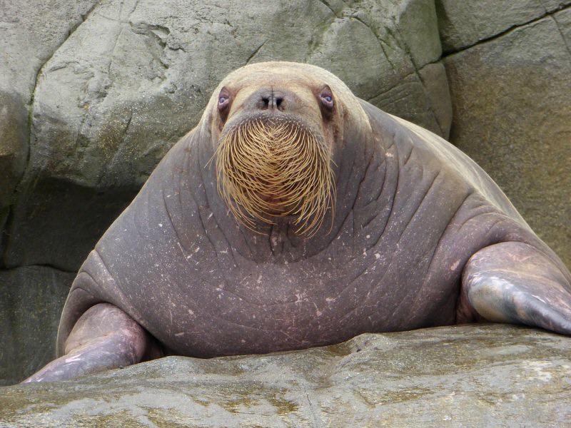Walrus