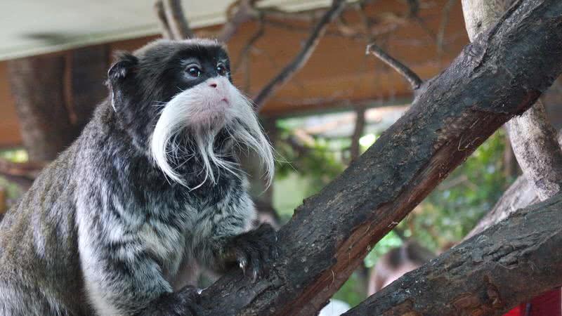 most beautiful beards in animal kingdom