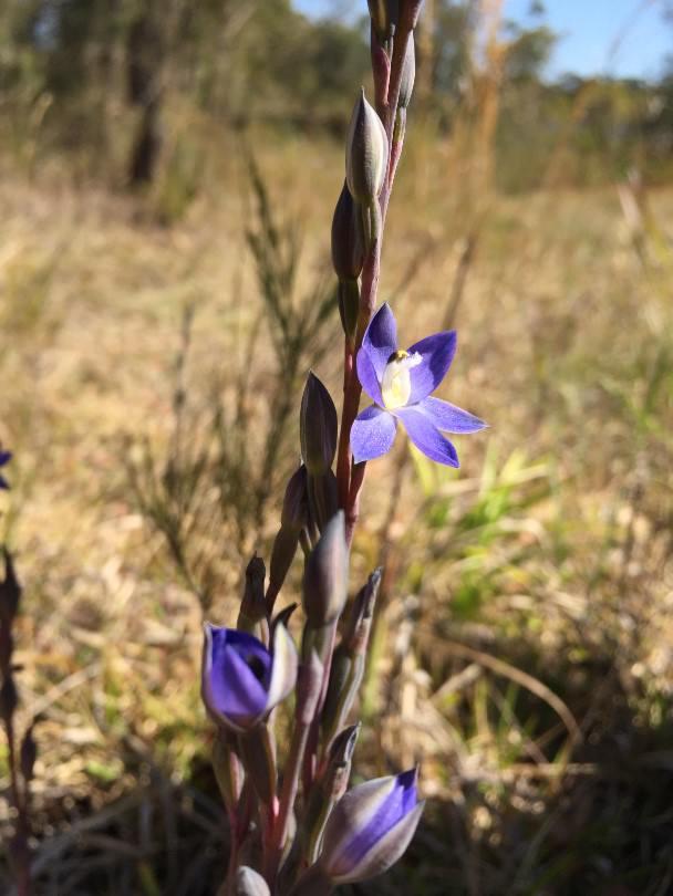 Thelymitra adorata