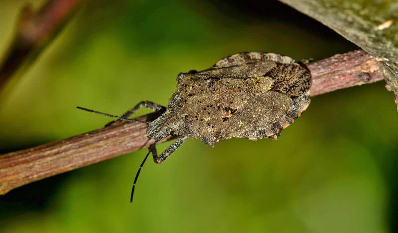 Stink bug