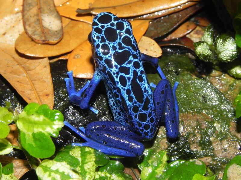 Poison Dart Frog
