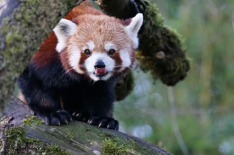 Red Panda