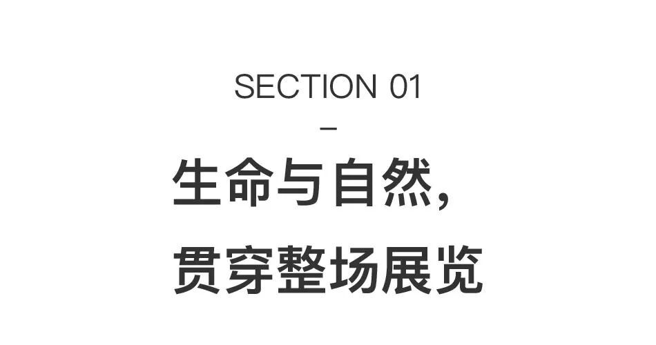 透纳奖提名的伊朗裔女艺术家，中国首次美术馆大展落地上海 图片 4