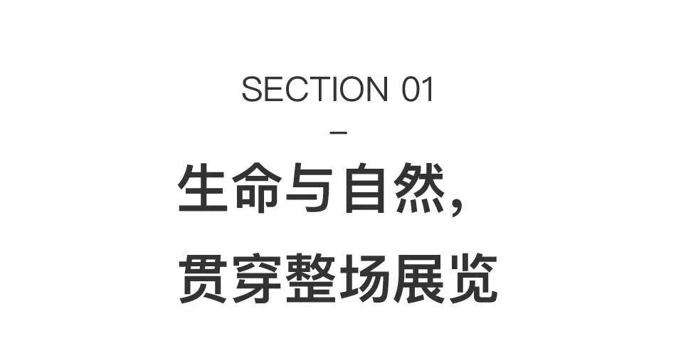 透纳奖提名的伊朗裔女艺术家,中国首次美术馆大展落地上海 图片 4