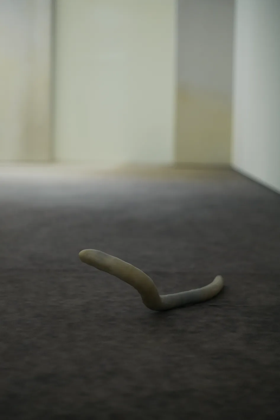 The soft worm-like robot Alchimia on the gallery floor