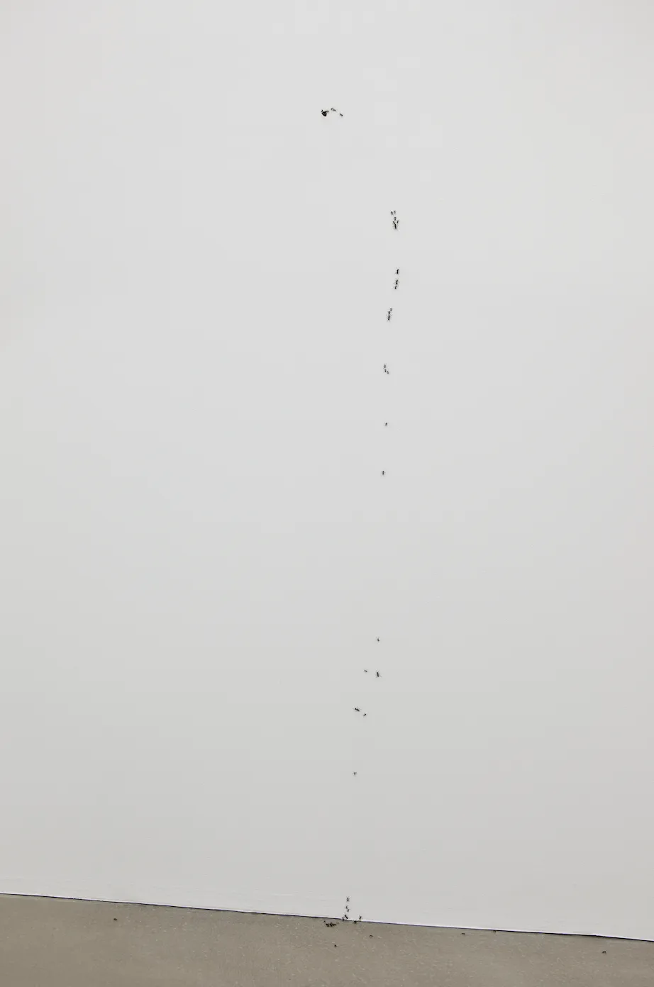 Living ants moving on a white wall in Umwelt