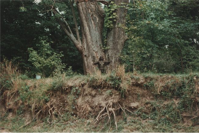 Leaves and earth form a human outline among trees