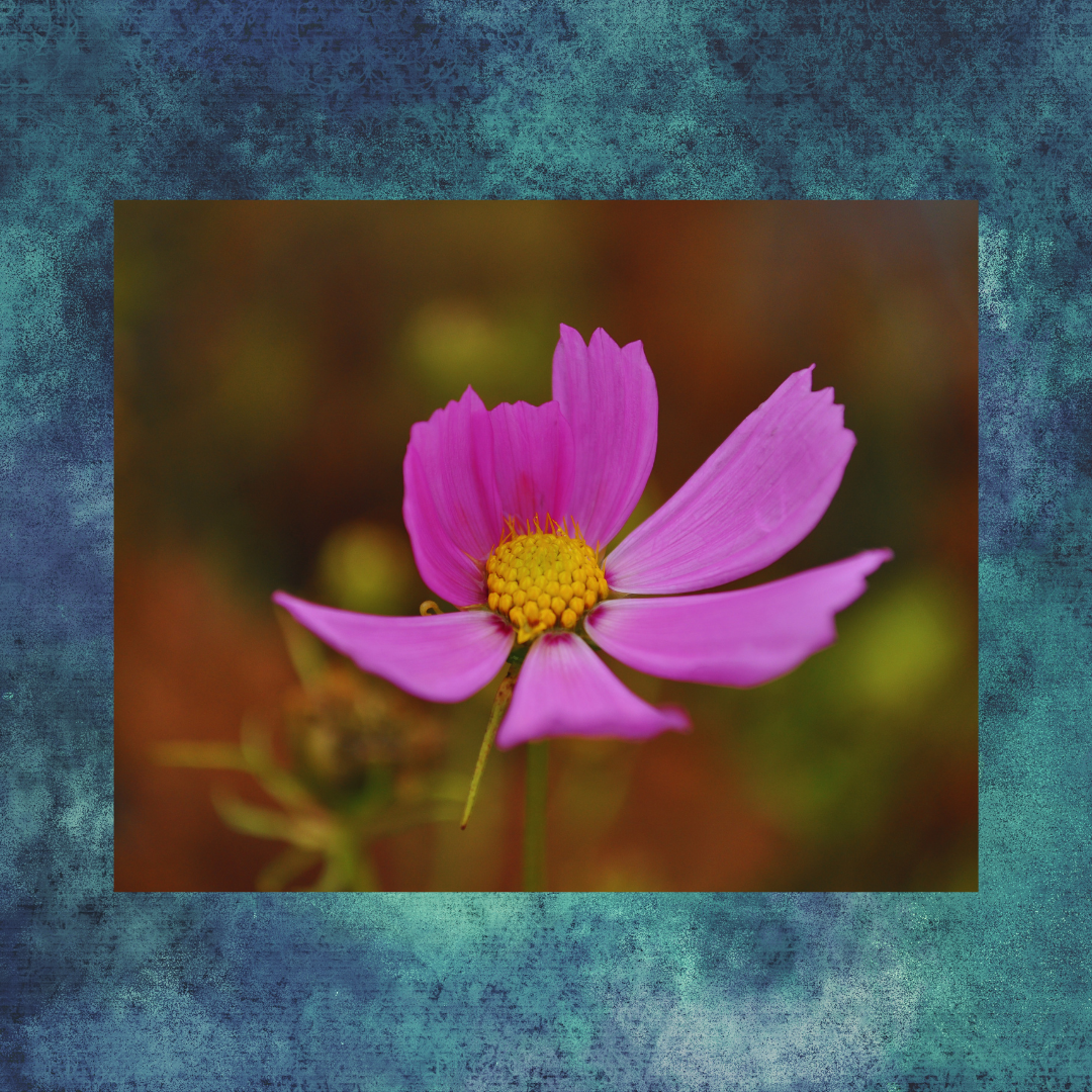 Pink cosmos flower with yellow center against blurred brown background.