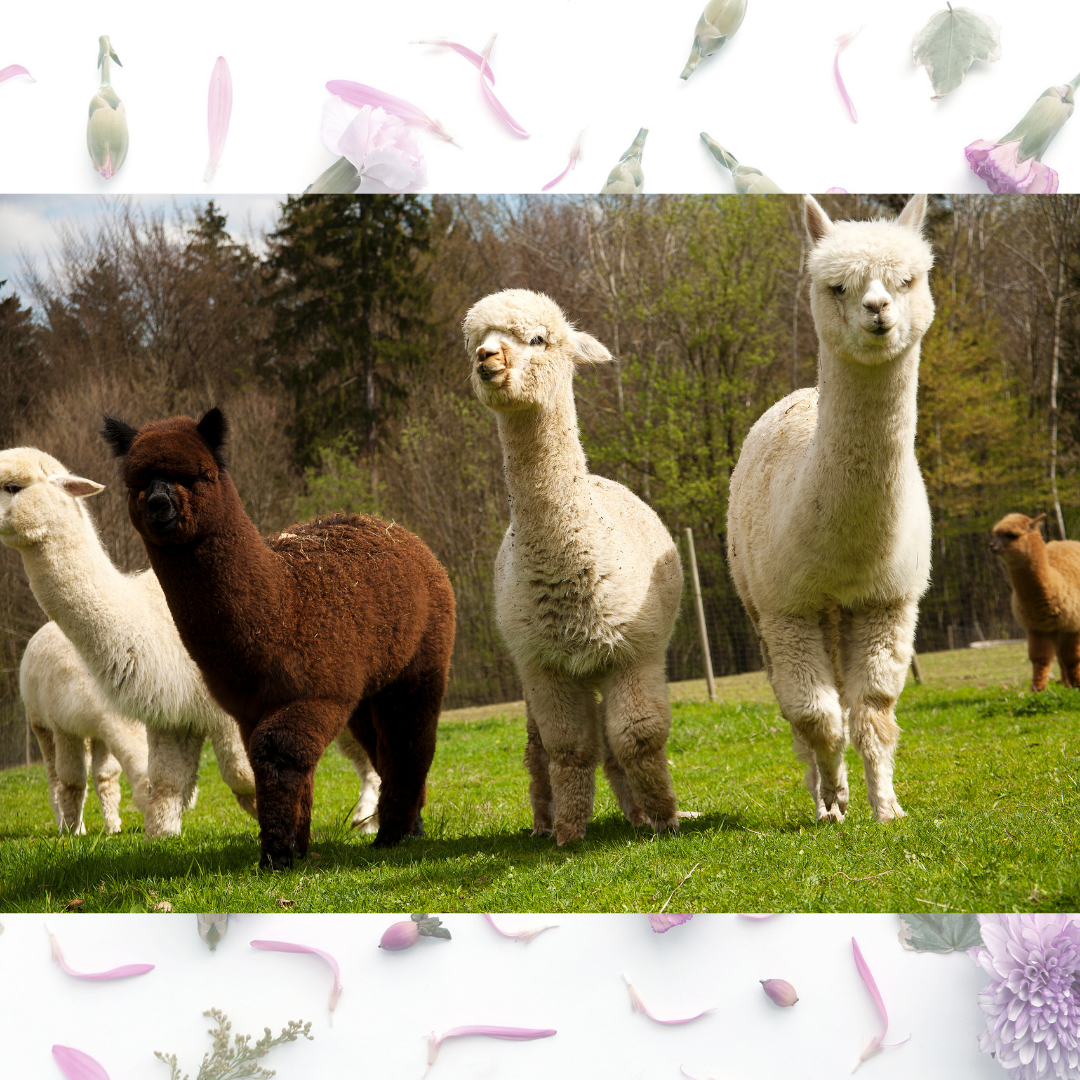 Alpacas standing in grassy field surrounded by trees.