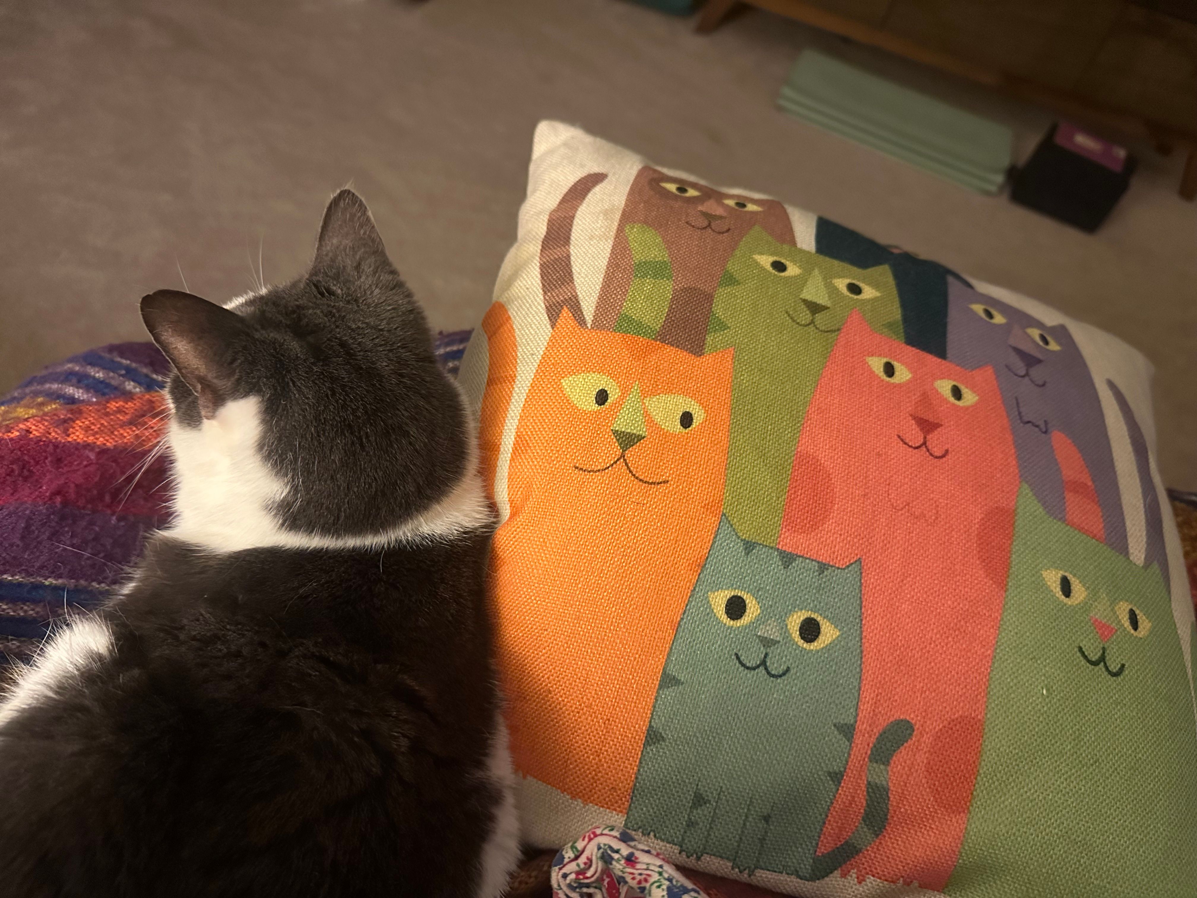 My gray and white kitty snuggled next to a pillow covered in colorful cartoon kitties. 
