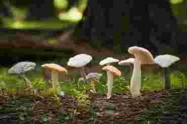 Illustrasjonsbilder høst