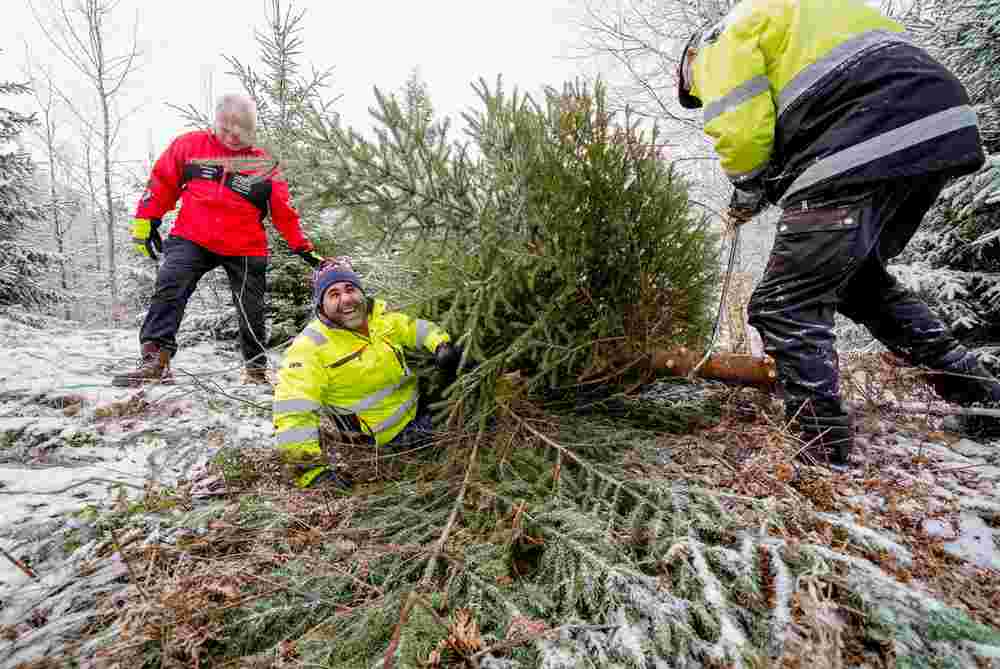 Stortingspresident hogger juletre til Stortinget