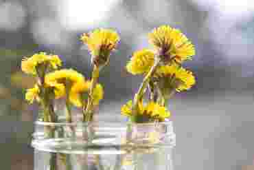 Illustrasjonsbilder vår