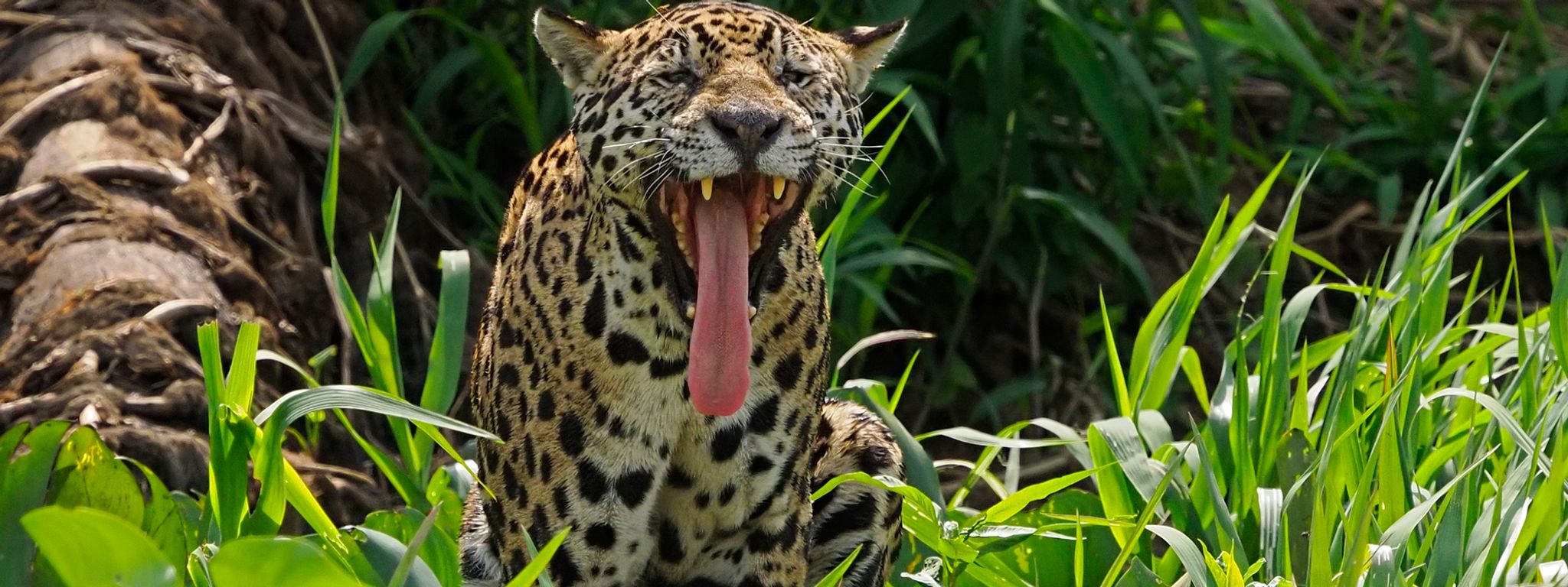 Jaguar i Brasil