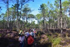 Caminhada "Descobrir o Pinhal no Outono"