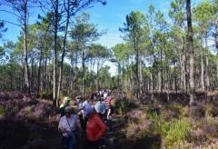 Caminhada "Descobrir o Pinhal no Outono"