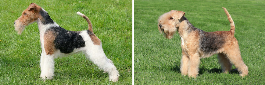 White haired fox terrier on the left with the Lakeland terrier on the right.