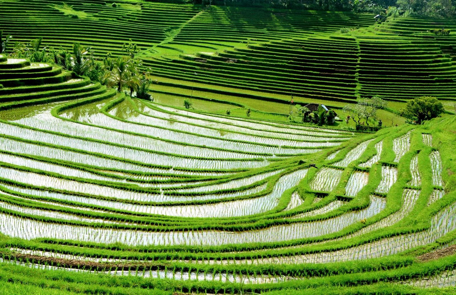 Bali, la isla de los Dioses