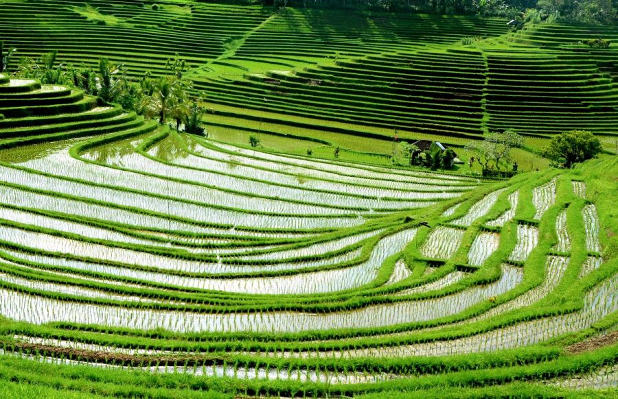 Bali, la isla de los Dioses