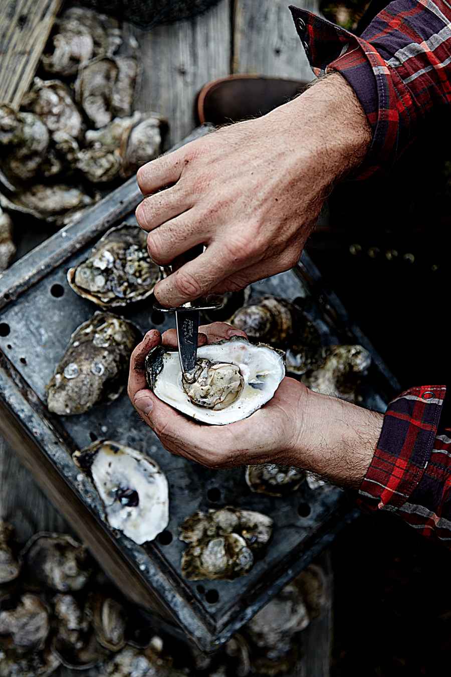 3 Oyster Shucking 120, commercial photography