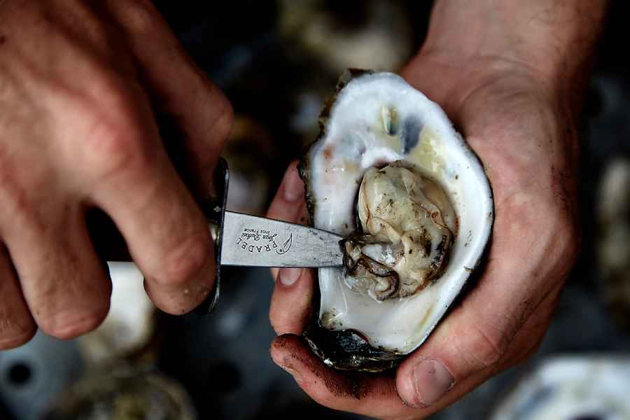 2 Oyster Shucking 129, commercial photography
