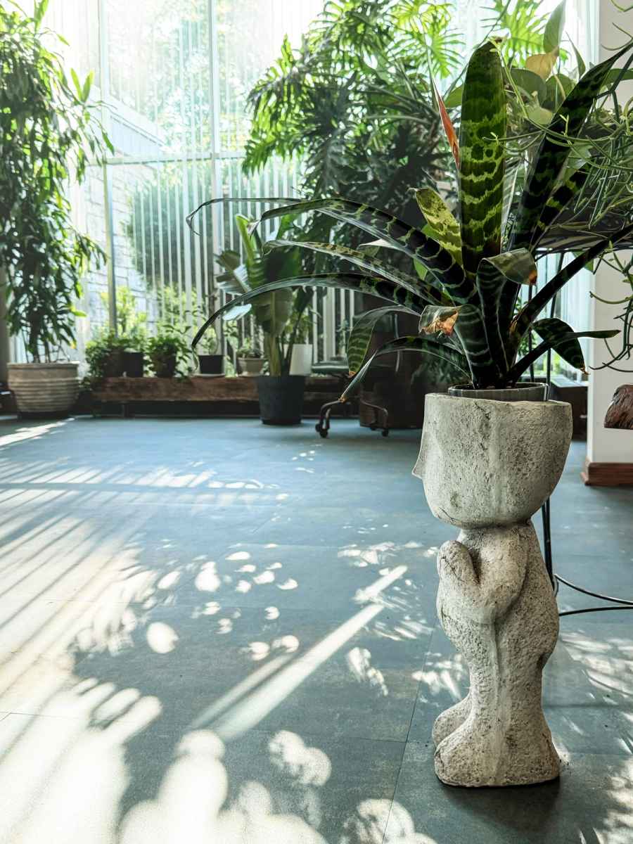 Plants and daylight along the glass., commercial photography for Plants and daylight along the glass.