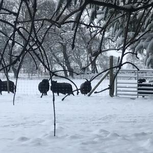 Black sheep are easy to find in the snow ...