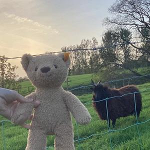 Gunny's Teddy Bear sheep adventures 