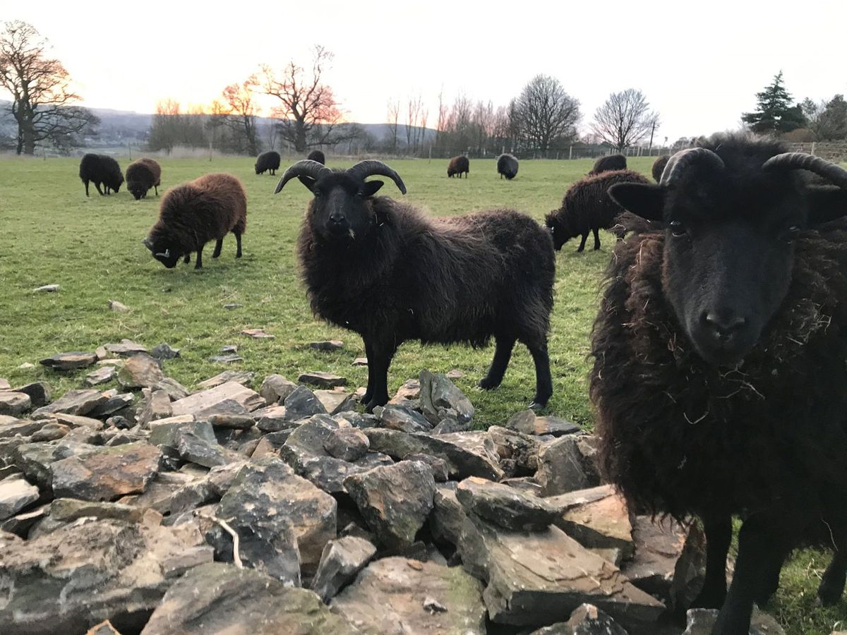 Hebridean Sheep