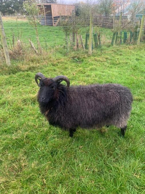 Lady Greta ... was our 1st ever lamb to be born here and she is now offically retired and loving ever minute of it. She will see her days out naturally with us now. Currently making a living rug out of her 2022 fleece, so lets see how it turns out.