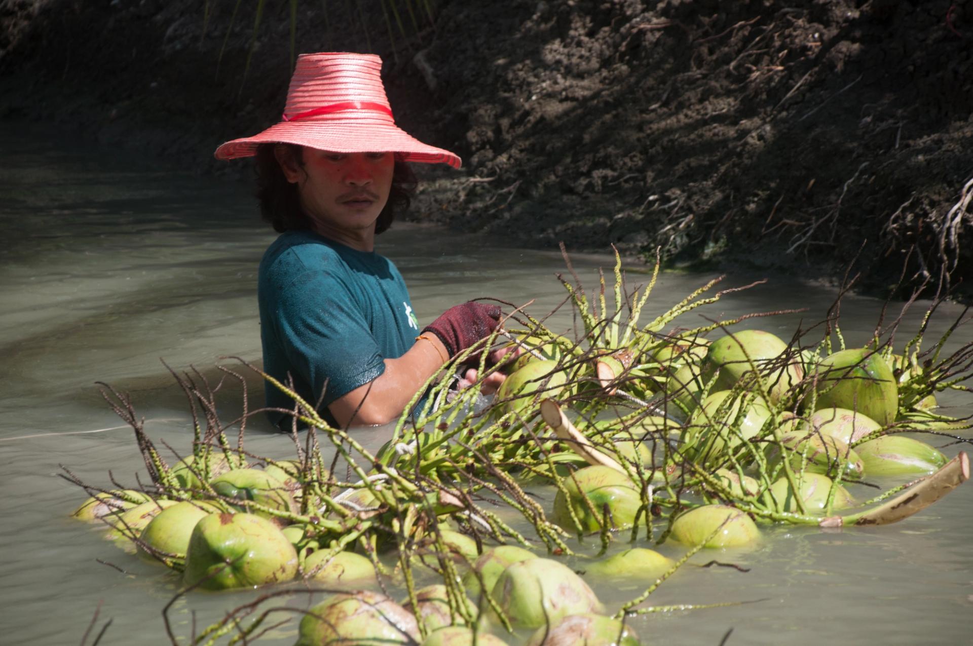 coconut harvest process
