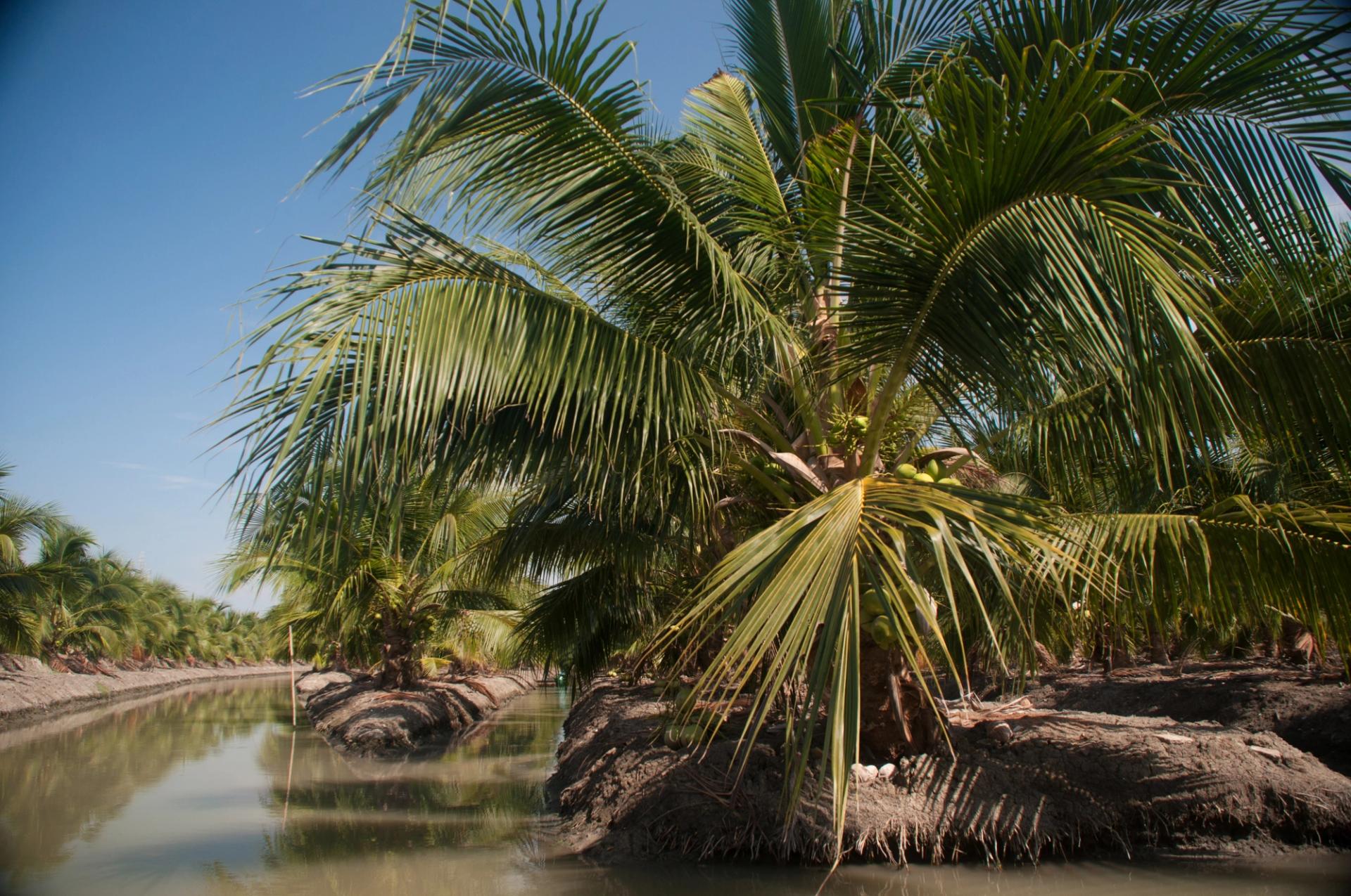 organic coconut farm