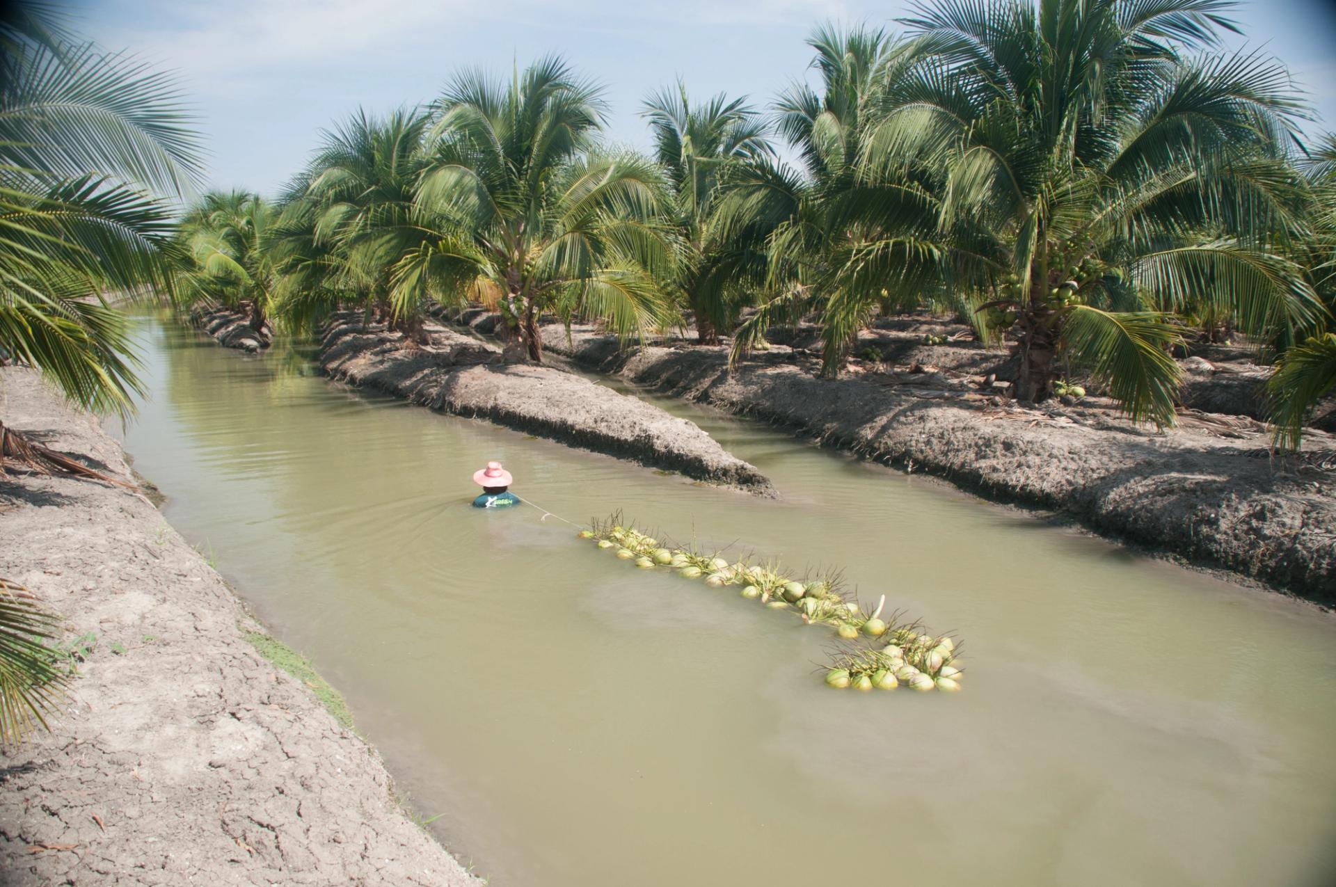 farmer dragging coconut across the water in a coconut farm